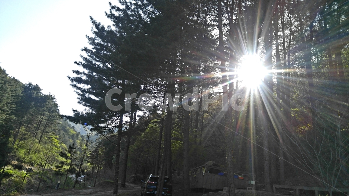 해,나무,산,캠핑,휴식,휴가,풍경,감성,숲