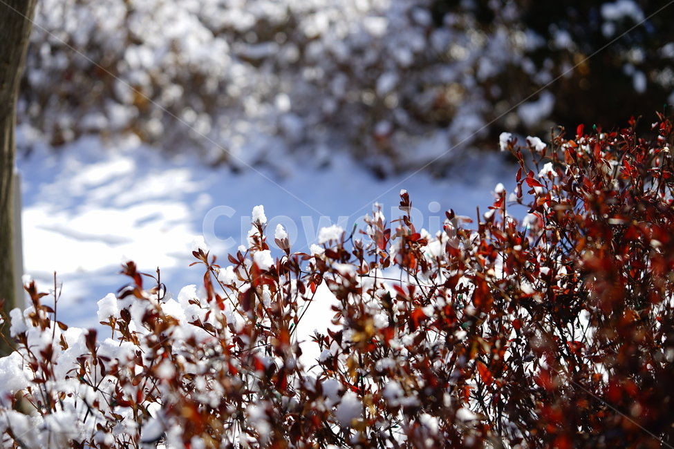 눈,설경,풍경,일상,snow,겨울,계절,추위,겨울이야기,감성,감성사진,날씨,얼음,풍경사진,느낌,감각,자연,겨울,계절,winter,season,식물,자연,plants,nature