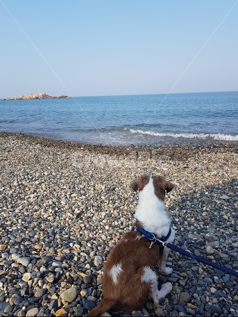 강아지,시츄,바다,조약돌,바닷가