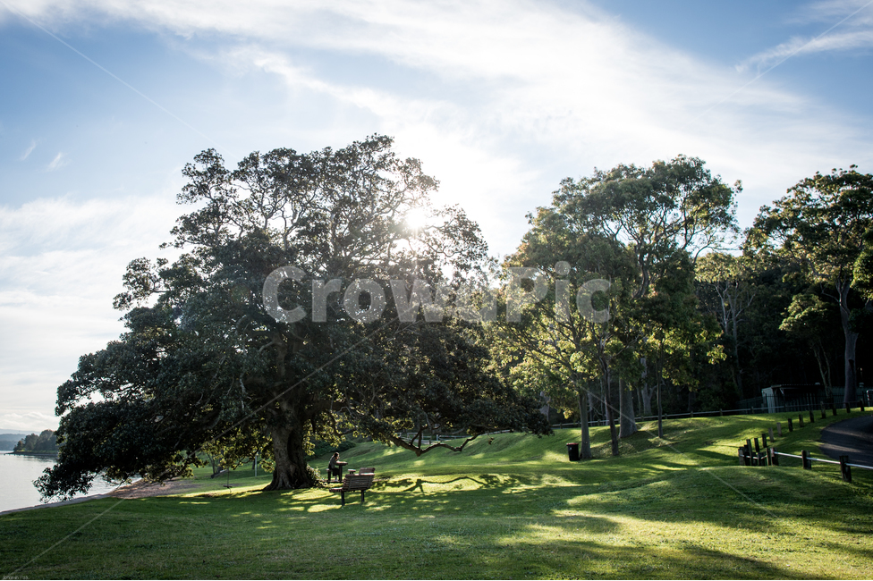 공원,나무,평화로움,잔디밭,그늘,호수공원,푸른하늘,햇살,자연,풍경,nature,landscape,휴식,힐링,rest,relaxation,healing,plant,식물,grass,잔디,lawn,tree