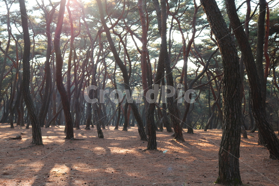 소나무,숲,나무,산,솔잎