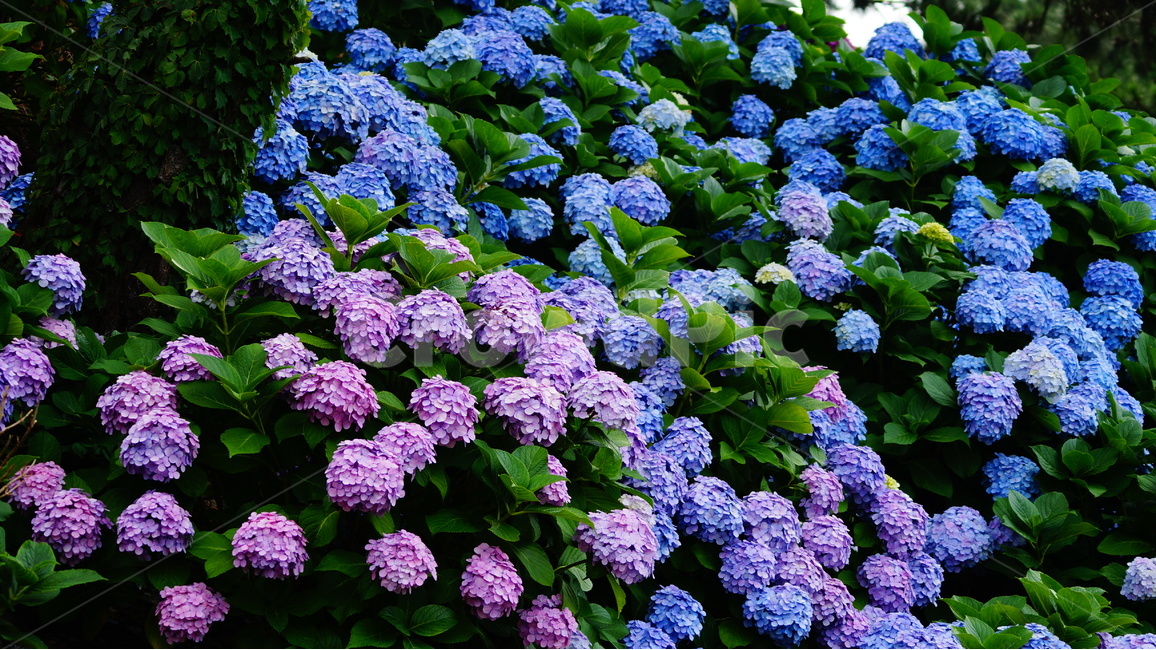 수국,수국꽃,꽃,꽃사진,식물,식물,자연,plants,nature,꽃,flower