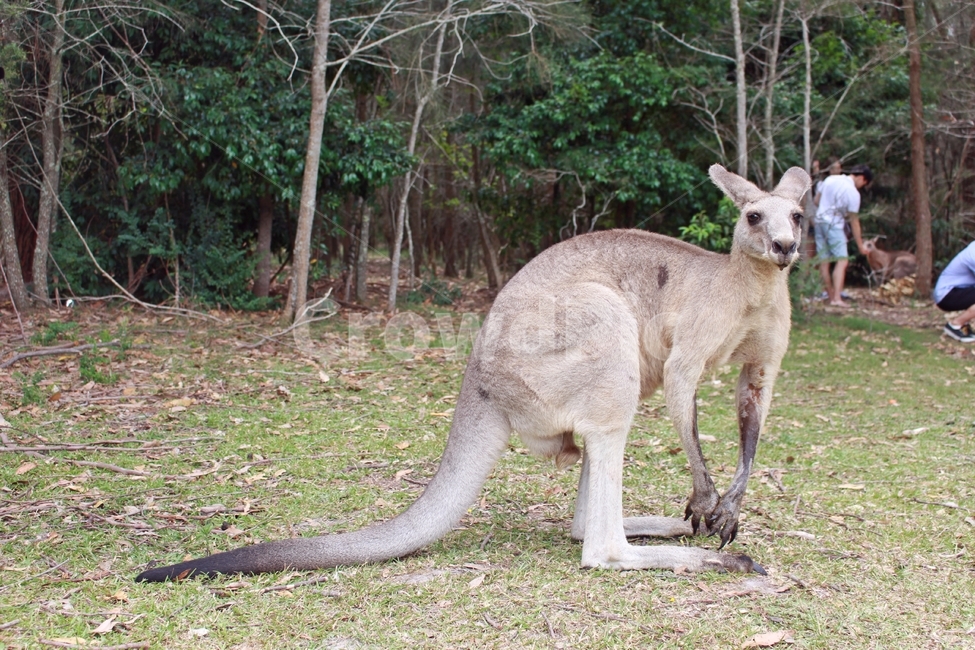 캥거루,kangaroo,모리셋,귀여운,moriset,동물,animal,포유류,mammal