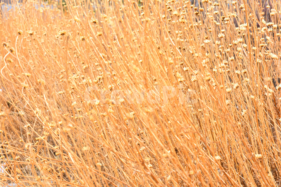 텍스쳐,패턴,식물,드라이플라워,들꽃,바탕,빈티지,배경,백그라운드,질감,texture,background,pattern,vintage,자연,야생화,식물,자연,plants,nature