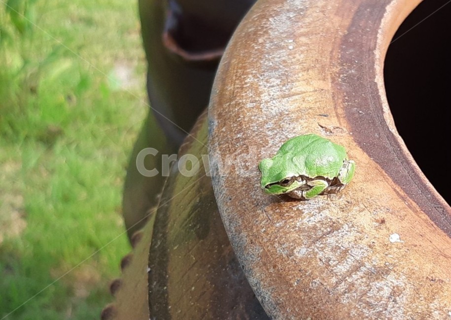 청개구리,파충류,개구리,항아리,장독,amphibian,frog,동물,animal,파충류,양서류,reptile,amphibian