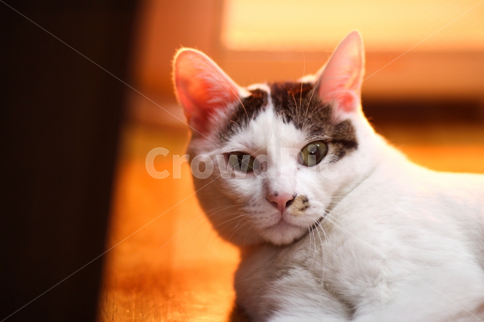 고양이,동물,animal,cat,반려묘,야옹이,냐옹이,표정,수염,포유류,애완동물,pet,반려동물,유기묘,길냥이,kitten,아기고양이,코숏,코리안숏헤어,캣대디,캣맘,햇살,아침,morning,sunshine,휴식,힐링,res,trelaxation,healing,mammal,kitty,동물,animal,포유류,mammal,고양이,cat,kitten,kitty