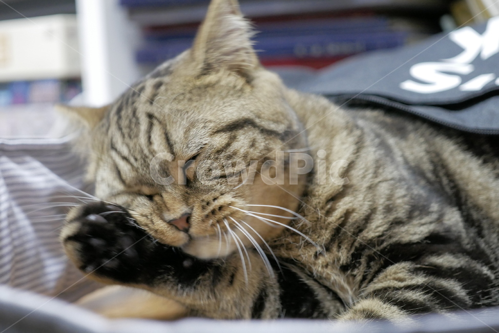 고양이,개냥이,동물,얼굴,표정,애교,귀여운,동물,animal,포유류,mammal,고양이,cat,kitten,kitty