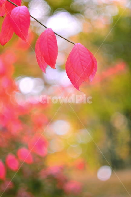 가을,감성,잎새,노랑색,아웃포커스,분위기,필,느낌,feeling,sensible,emotion,나뭇잎,반사,햇살,오후,가을풍경,가을분위기,10월,11월,흐릿한,서정적,fall,autumn,season,시즌,계절,단풍잎,보케,빛망울,분홍색,핑크색,pink,colorful,칼라풀,가을,계절,fall,autumn,season,식물,자연,plants,nature,색깔,색상,색채,색감,color sense,color sensitivity,feeling of color,leaf,잎,plant,veins,정맥