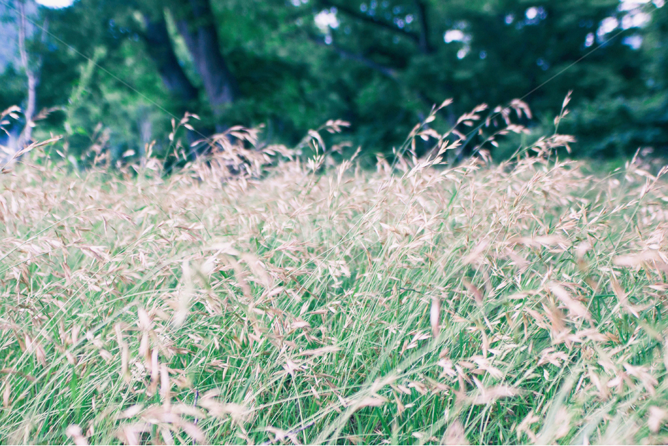 자연,풍경,갈대,갈대밭,식물,순천만,만,nature,landscape,reed,plant,suncheonbay,bay,가을,계절,autumn,fall,seasons,가을,계절,fall,autumn,season,식물,자연,plants,nature,감성,sensible,feeling,grass,잔디,outdoors,옥외,ice,빙