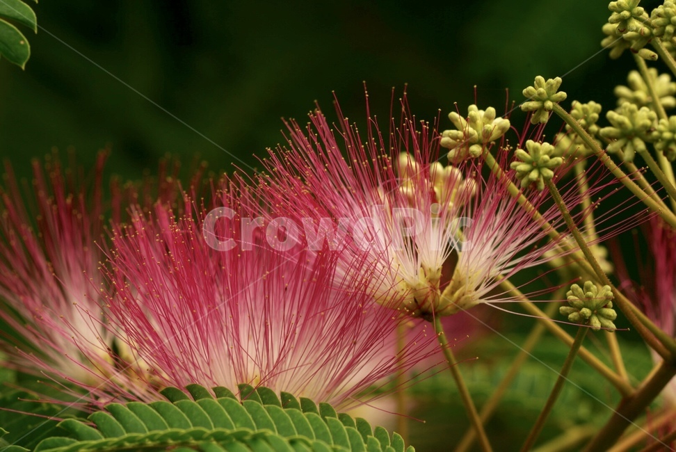 자귀나무,꽃,빨간색,나무,자연,nature,tree,flower,식물,자연,plants,nature,꽃,flower