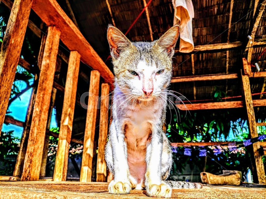 고양이,필리핀,집,오두막,어미