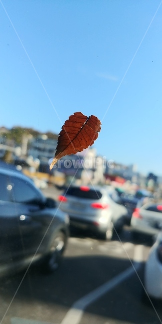 가을,바람,나뭇잎,낙엽,확대,쓸쓸한,홀로,잎,식물