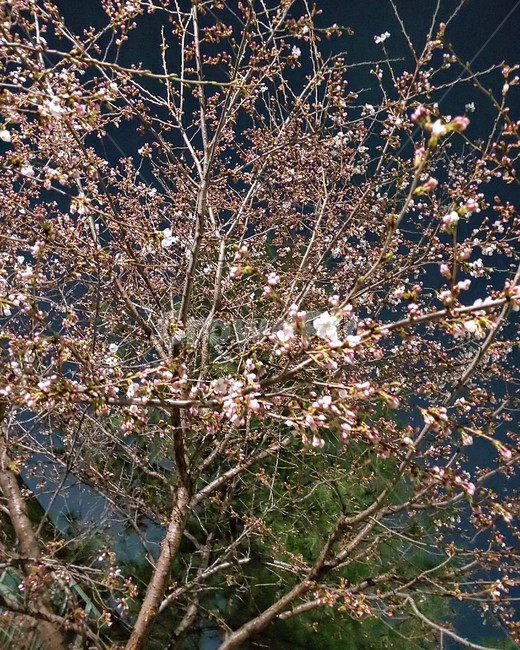 벚꽃,공원,감성,봄,꽃,봄,계절,spring,season,plant,식물,blossom,cherry blossom,flower