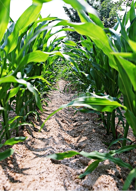 옥수수,잡곡,옥수수잎,옥수수대,식물,밭,농사,산업,industry,industrial,농업,농사,agriculture,farming,farming industry