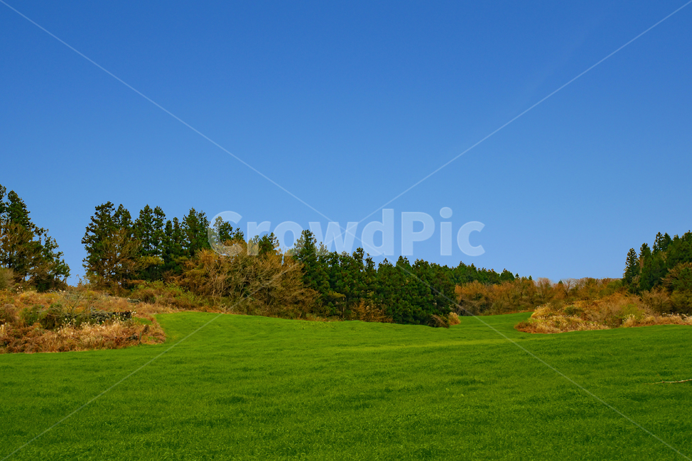 초원,자연,풍경,나무,푸른하늘,배경,한국자연풍경,nature,mountain,tree,sky,outdoors,옥외,grassland,목초지,field,들,잔디