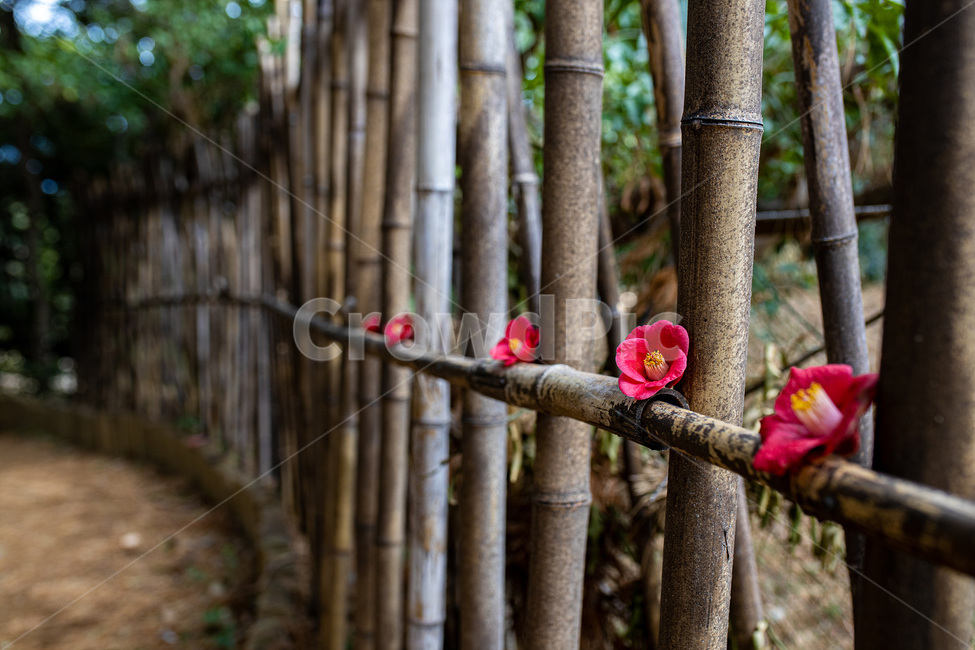 plant,식물,동백,flower,대나무,식물,자연,plants,nature,꽃,flower