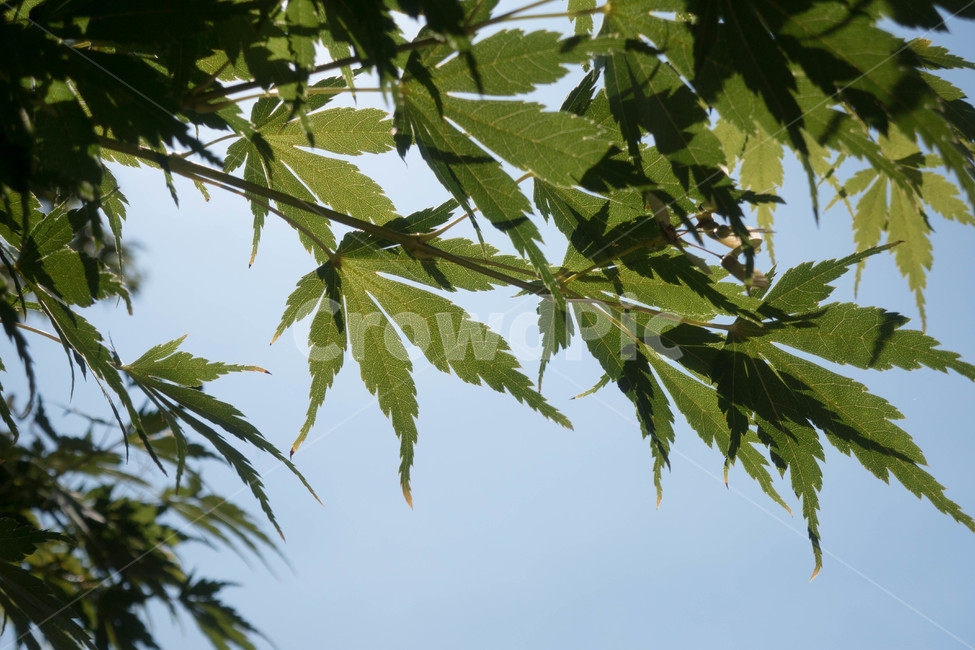 가을,plant,식물,잎,leaf,식물,자연,plants,nature
