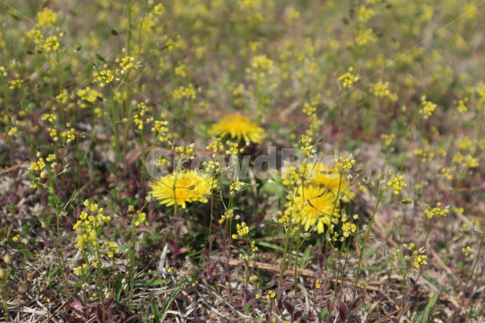 노란색,민들레,꽃,flower,봄