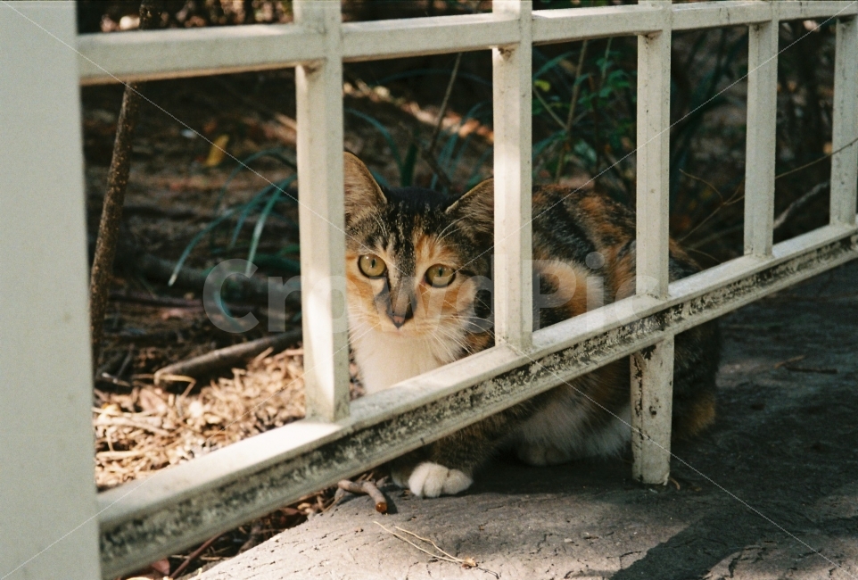 	고양이,길고양이,길냥이,동물,자연,생명,야생동물,미묘,미냥,아련,아련사진,증명사진,야생,cat,kitty,kitten,cute,lovely,pet,animal,street,streetcat,stray,straycat,wild,wildlife,wildanimal,wildcat,beauty,beautiful,natuer,natural,동물,animal,포유류,mammal,고양이,cat,kitten,kitty,감성,sensible,feeling