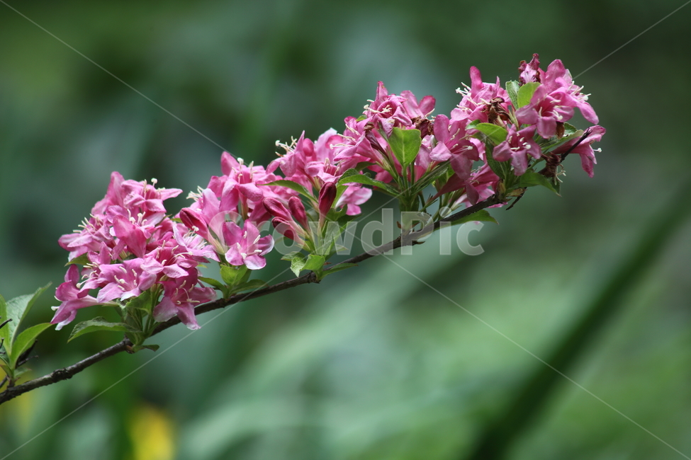 병꽃나무,꽃,봄,팟꽃나무,weigela