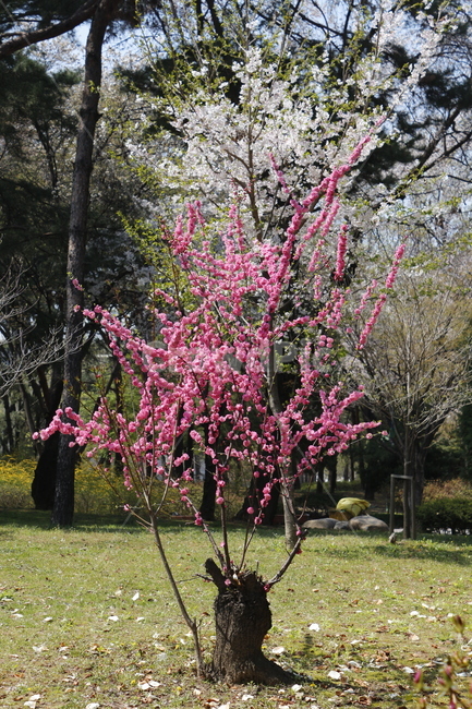 꽃,벚꽃,꽃나무,벚꽃나무,봄,봄,계절,spring,season,식물,자연,plants,nature,나무,trees,wood,plant,blossom,flower,cherry blossom