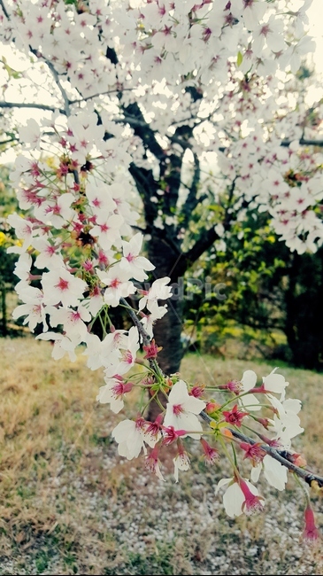 봄,벚꽃,나무,landscape,cherryblossom,spring,tree,빛