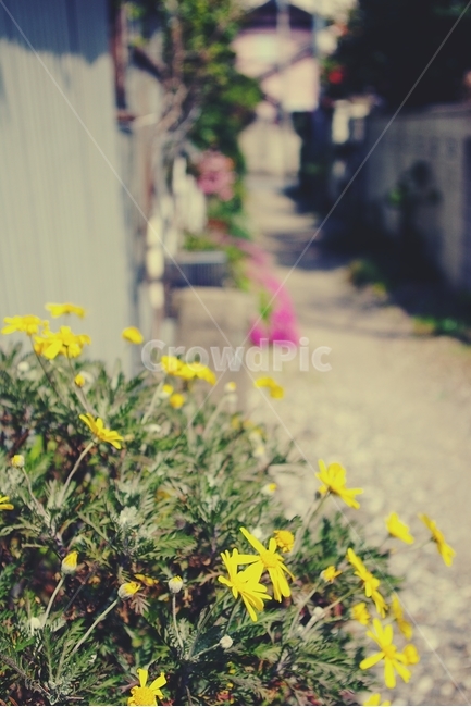 꽃,flower,노랑,yellow,길,골목,alley,봄,spring,식물,자연,plants,nature,꽃,flower,감성,sensible,feeling