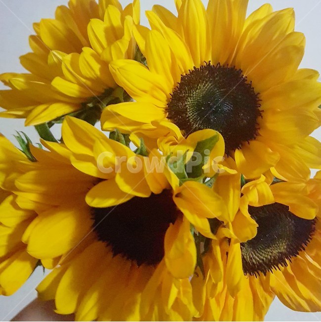 꽃,flower,해바라기,sunflower,노랑,yellow,봄,spring
