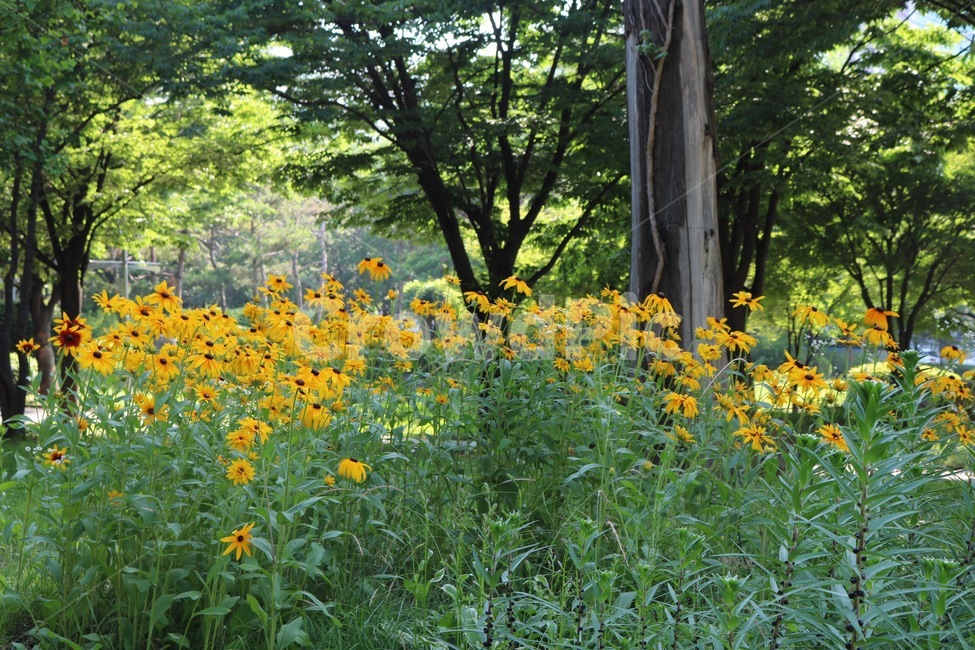 꽃,식물,나무,자연,초록,노랑,flower,plants,tree,nature,green,yellow,hana,shokubutsu,ki,midori,kiiro,식물,자연,plants,nature,꽃,flower