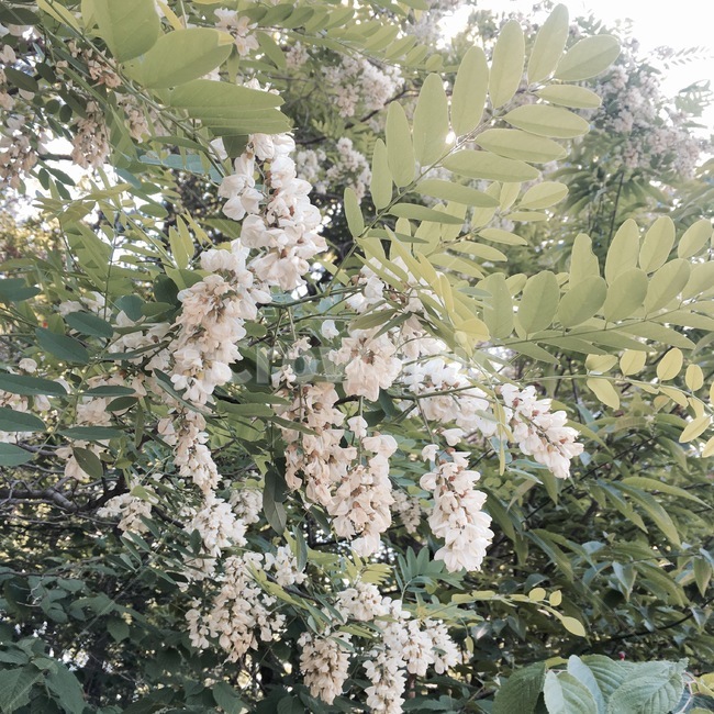 초목,plant,식물,bush,부시,vegetation,아카시아,향기,여름