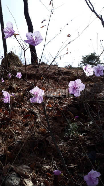 진달래,진달래꽃,봄,봄꽃,식물,꽃,flower