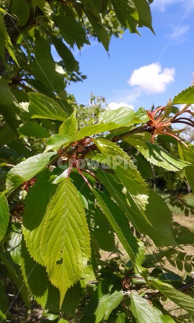 나무,봄,파란하늘,구름,초록나뭇잎,식물,자연,plants,nature