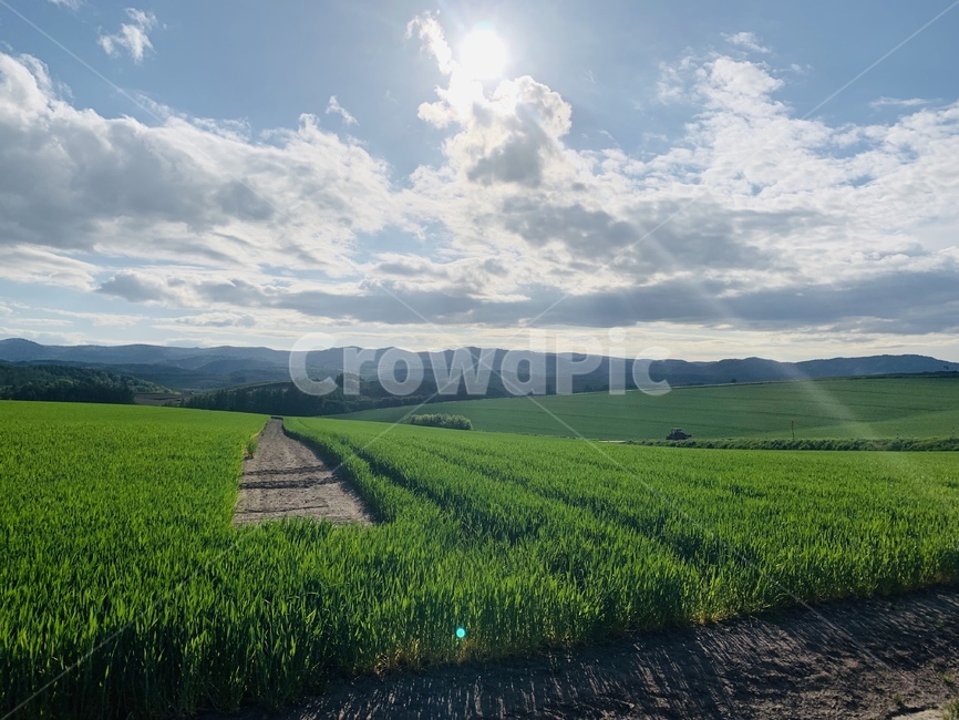 하늘,자연,밭,해,햇빛,자연,풍경,nature,landscape,outdoors,옥외