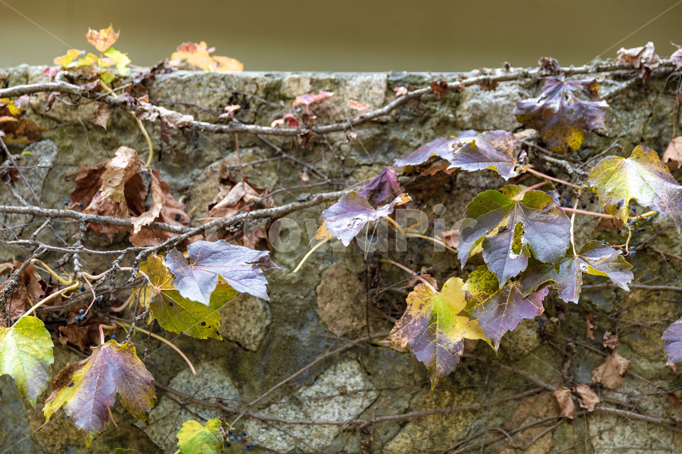 가을,단풍,담쟁이,담쟁이넝쿨,전통담장,감성,식물,잎,가을,계절,fall,autumn,season,leaf,plant,tree,나무