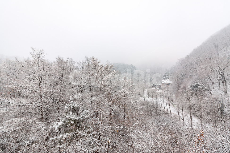 설경,겨울,눈오는날,겨울숲,풍경,자연,눈,winter,landscape,nature,화이트,계절,season,숲속,겨울,계절,winter,season