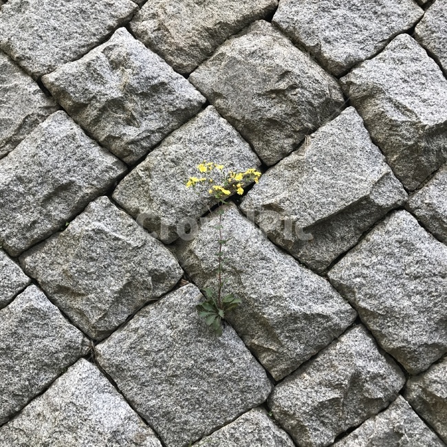 돌,꽃,flower,틈,봄