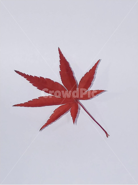 단풍잎,나뭇잎,가을,잎,낙엽,식물,autumn,leaf,leaves,maple,fall,plant,계절,season,가을,계절,fall,autumn,season,식물,자연,plants,nature
