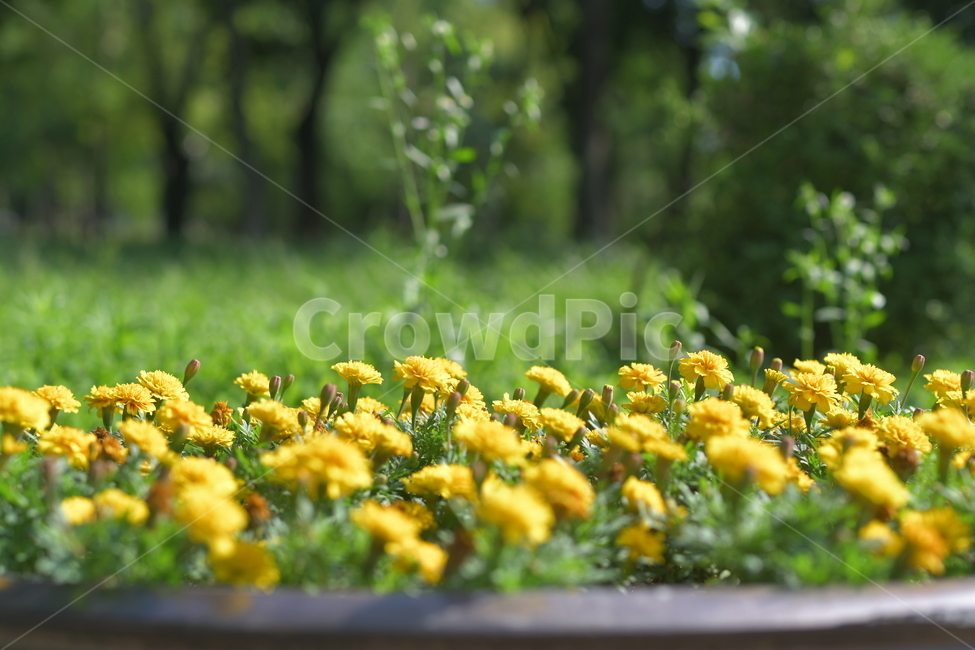 꽃,노란꽃,노랑,봄,봄꽃,길가,식물,잔디,풀,flower,plants,spring,yellow,식물,자연,plants,nature,꽃,flower