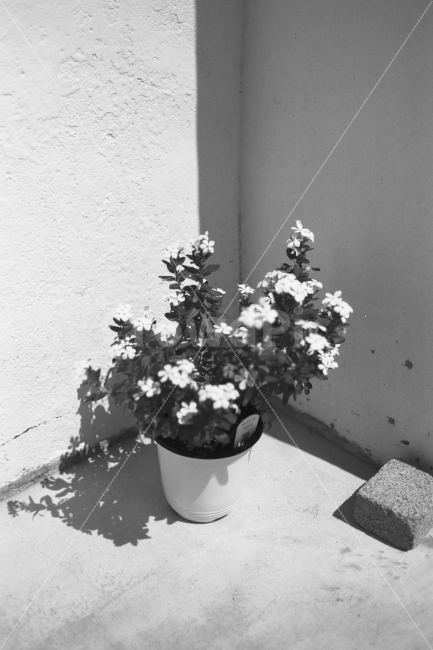 부산,흰여울문화마을,화분,필름,스냅,FM2,RolleiRetro80S,식물,자연,plants,nature,꽃,flower,감성,sensible,feeling,흑백,모노톤,monochrome,black and white
