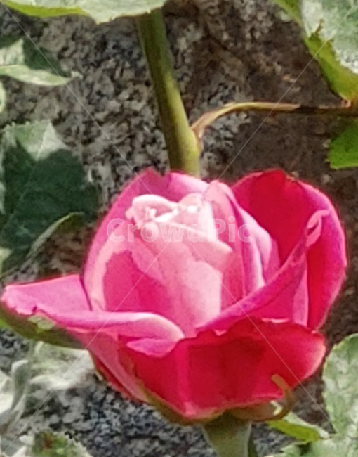 장미,봄꽃,식물,빨간장미,꽃,식물,자연,plants,nature,꽃,flower