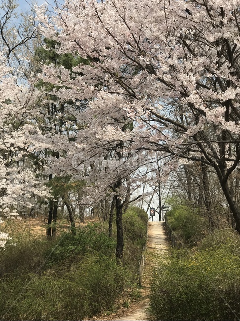 봄,산책,풍경,둘레길,오솔길,벚꽃,휴식,봄여행,산책길,나무,벚꽃길,데이트코스,힐링,건강