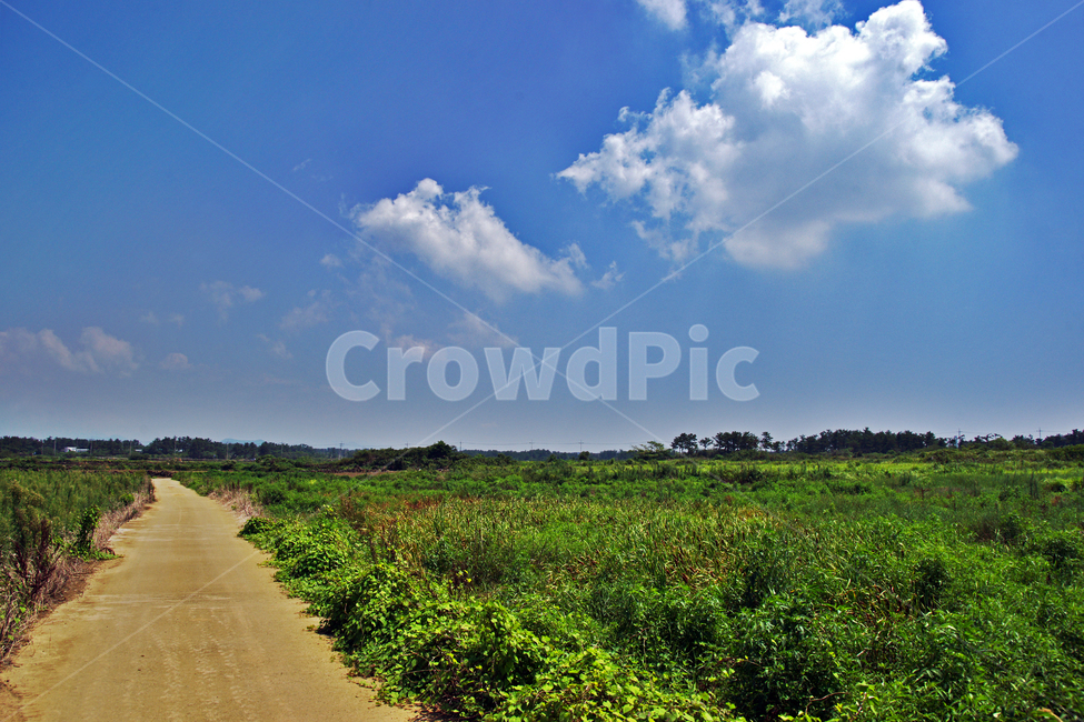 신록,계절,구름,밭,농사,농작물,도로,자연,풍경,nature,landscape,한국자연풍경,한국자연경관,korea nature landscape,제주도,jeju,jeju island