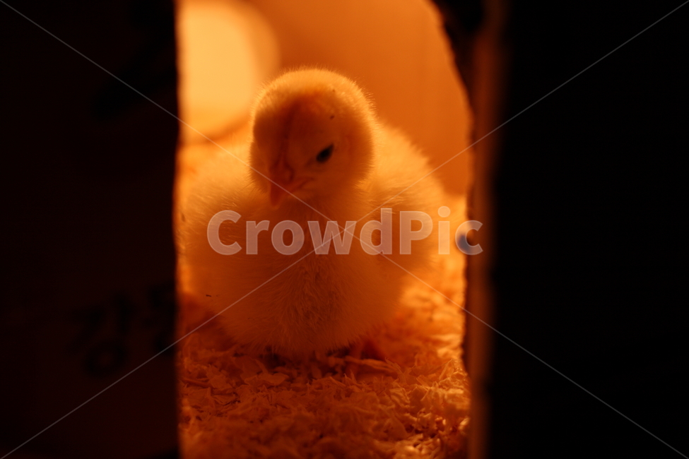 병아리,새끼,노랑,닭,동물,조류,전구,새,animal,birds,아기,농장,애완동물,백열전구,귀여운,감성,감정,feeling,sensible,emotion,박스,어린,애기,털,백열등,삐약,체험,모이,부리,벼슬,휴식,look,얼굴,정면,틈,틈새,문,입구,rest,톱밥,동물,animal,조류,새,birds