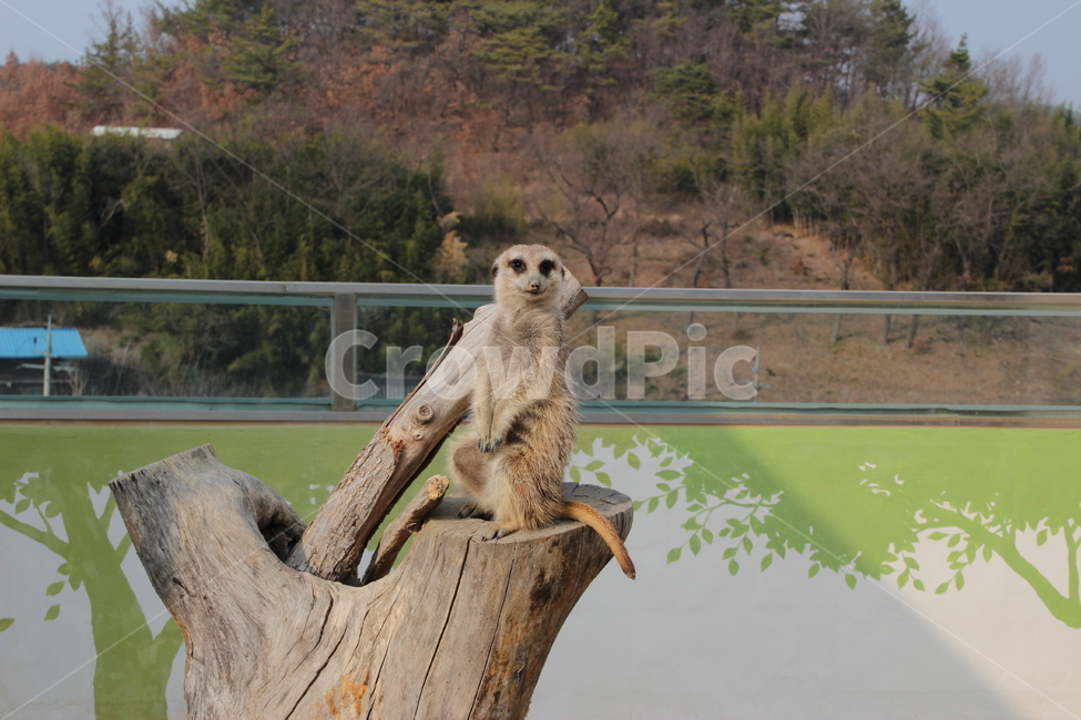 미어캣,동물,animal,설치류,동물원,동물,animal,포유류,mammal