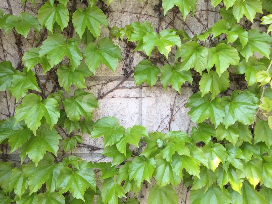 담장,담쟁이,식물,덩굴,넝쿨,creeper,vine,ivy,wall,plant,초록잎,green,leaves