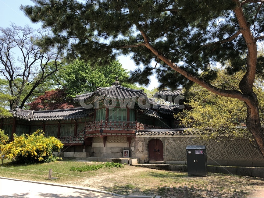 봄,풍경,고궁,자연,한국,한국전통,한국문화,korean traditional,korean culture,랜드마크,landmark,tourist attraction,한국랜드마크,한국관광지,한국명소,korea landmark,korea tourist attraction