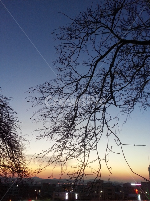 겨울,앙상한,나무,가지,tree,winter,겨울,계절,winter,season,자연,풍경,nature,landscape,outdoors,옥외,sky,하늘