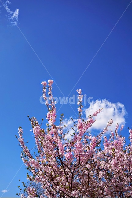 벚꽃,하늘,봄,워싱턴,미국,청명한,맑은하늘,cherryblossom