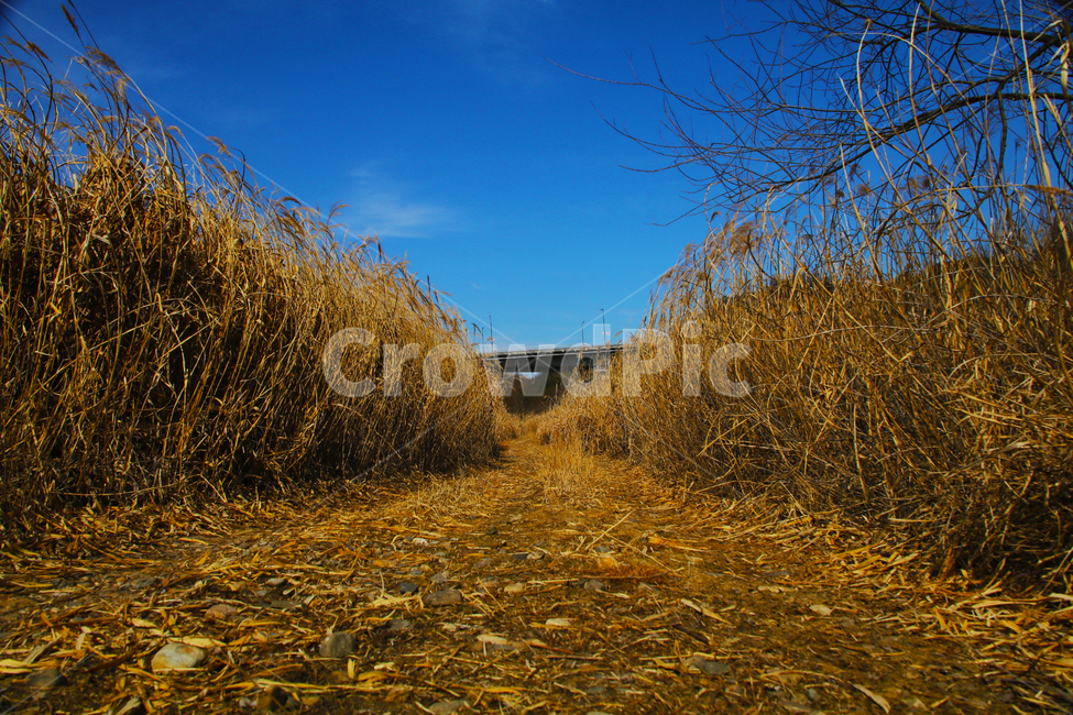 갈대,억새,풀,마른풀,하천,강,나무,가을,물,가을,계절,fall,autumn,season,자연,풍경,nature,landscape,grass,잔디,plant,식물