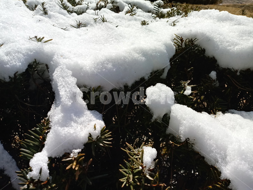 겨울,눈,자연,식물,옥외,snow